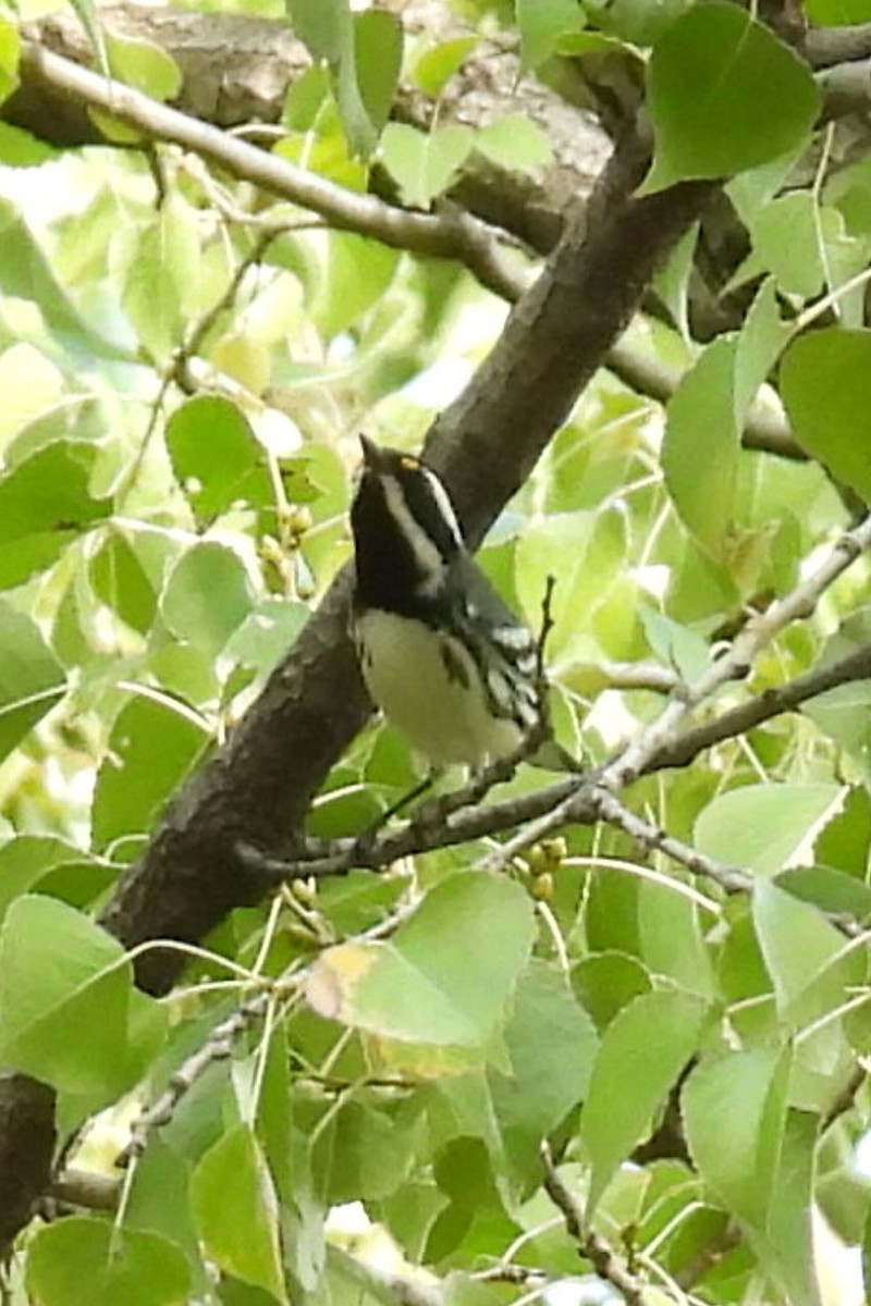 Black-throated Gray Warbler - ML644272677
