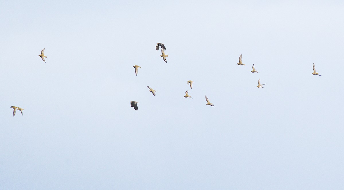 European Golden-Plover - ML644272683