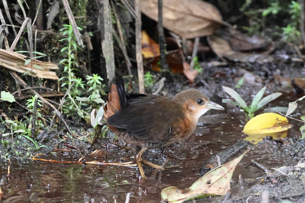 ノドジロコビトクイナ - ML644272695