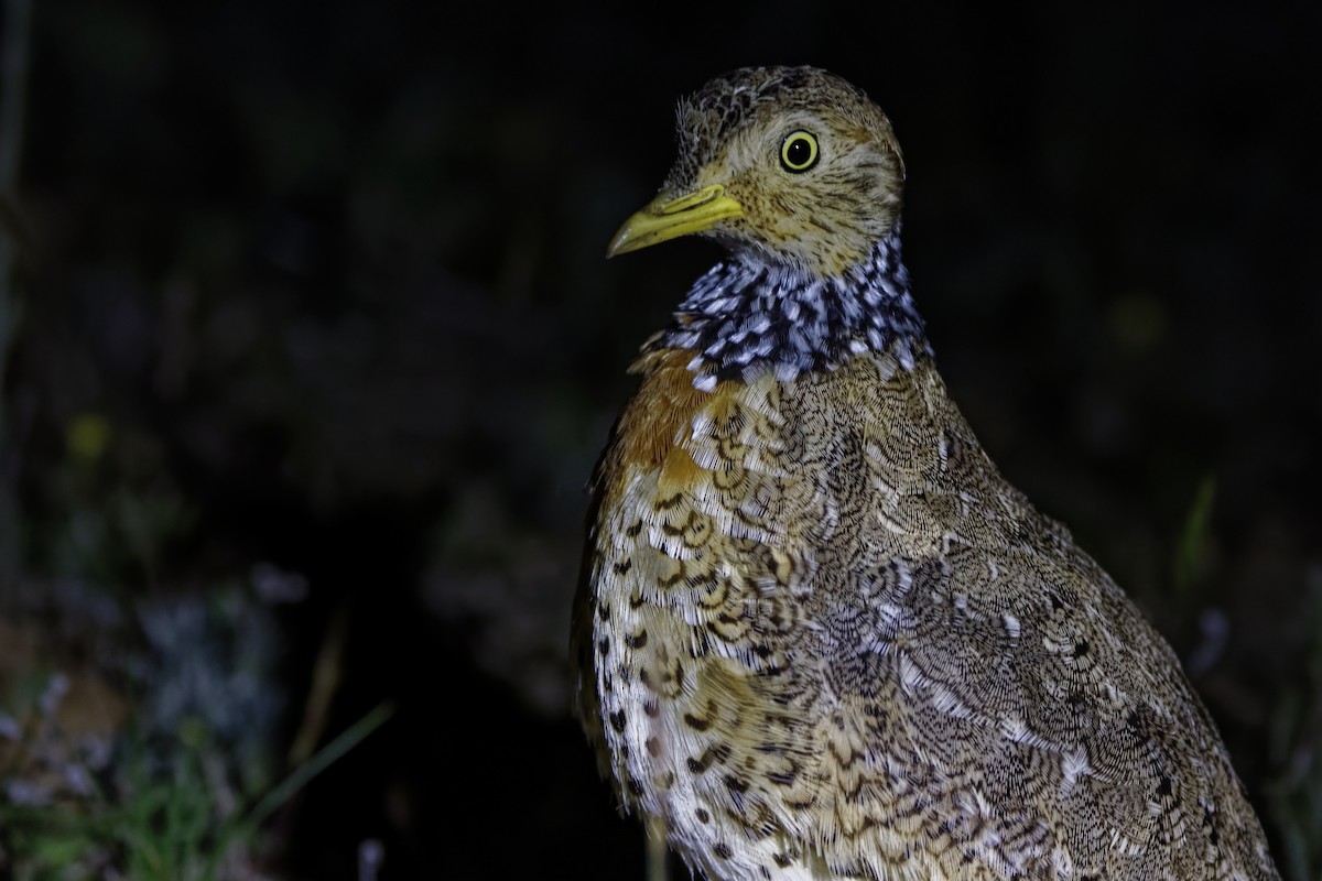 Plains-wanderer - ML644272702