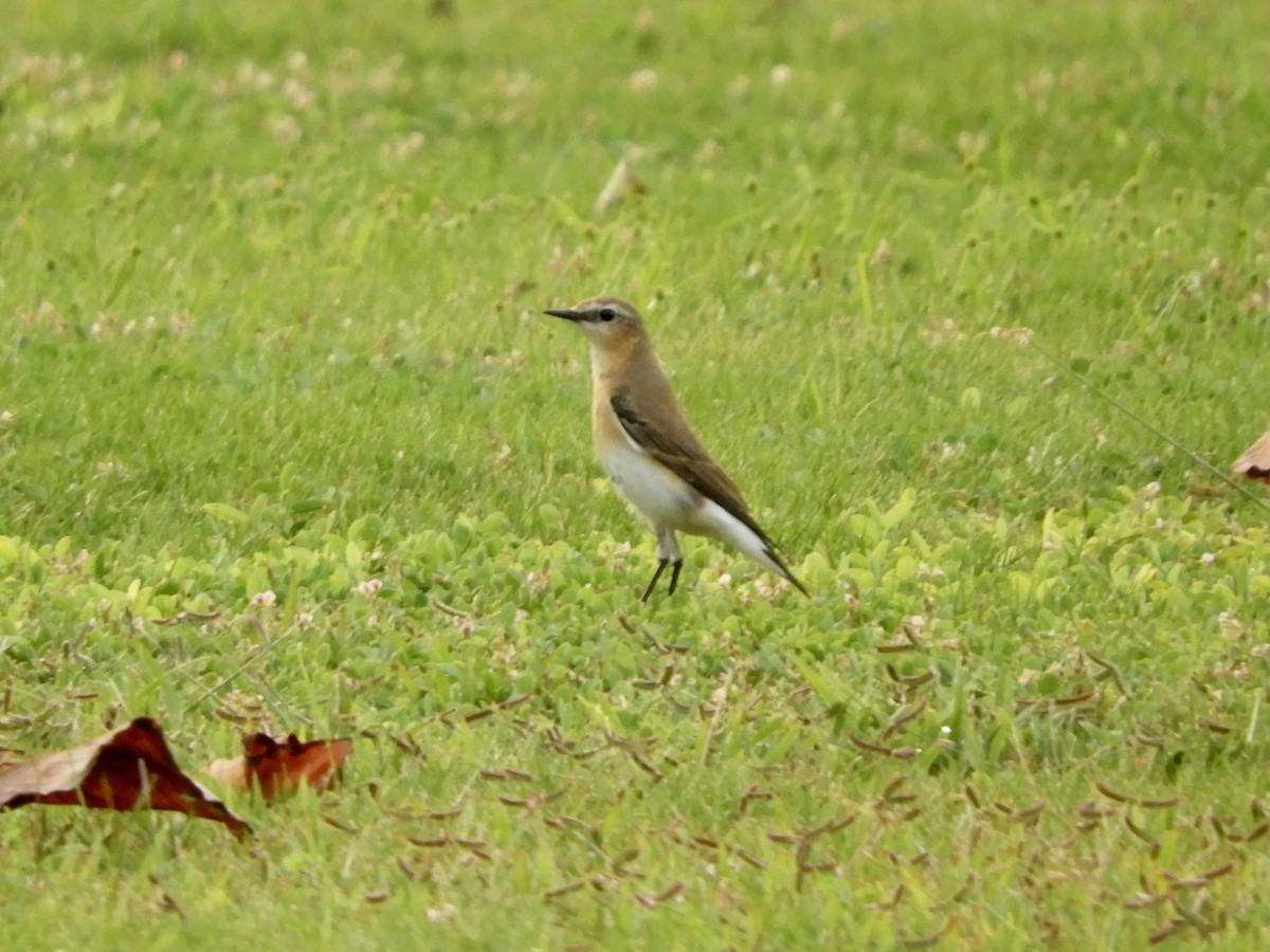 ハシグロヒタキ - ML644272703