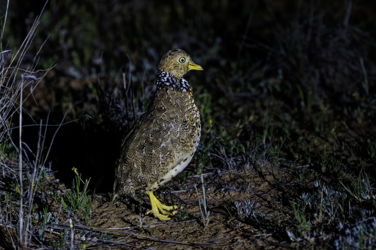 Plains-wanderer - ML644272707