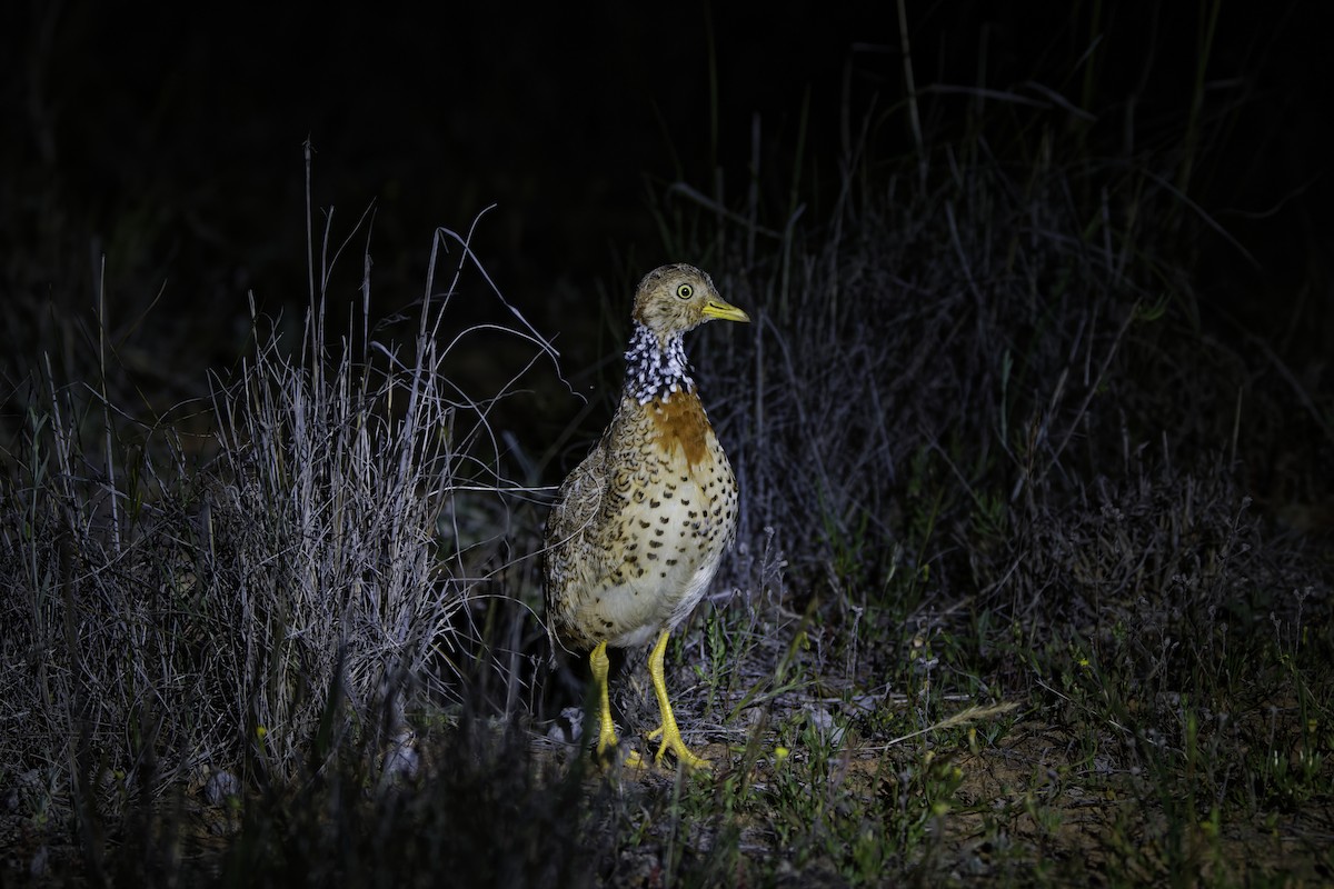 Plains-wanderer - ML644272712