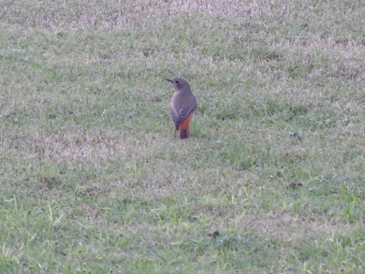 Эгэл гал сүүлт - ML644272722