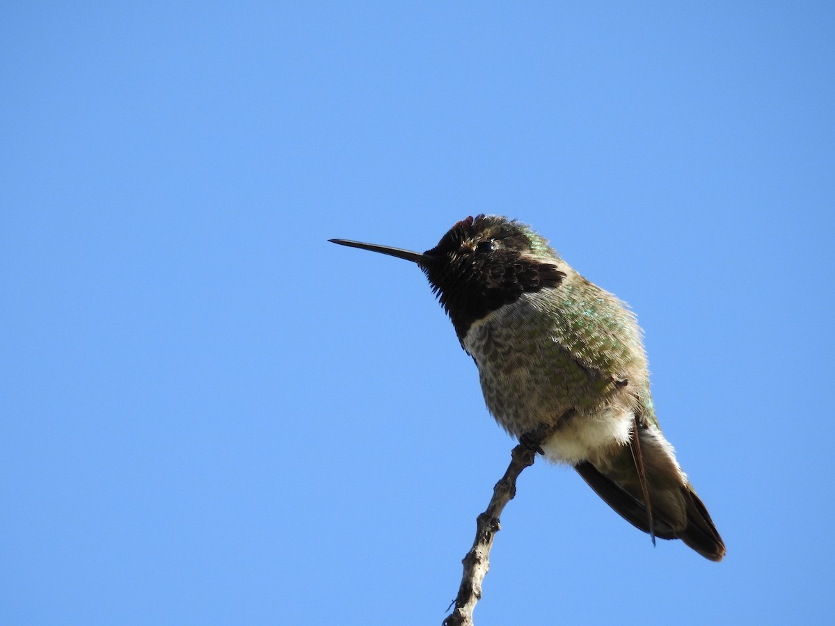 アンナハチドリ - ML644272726