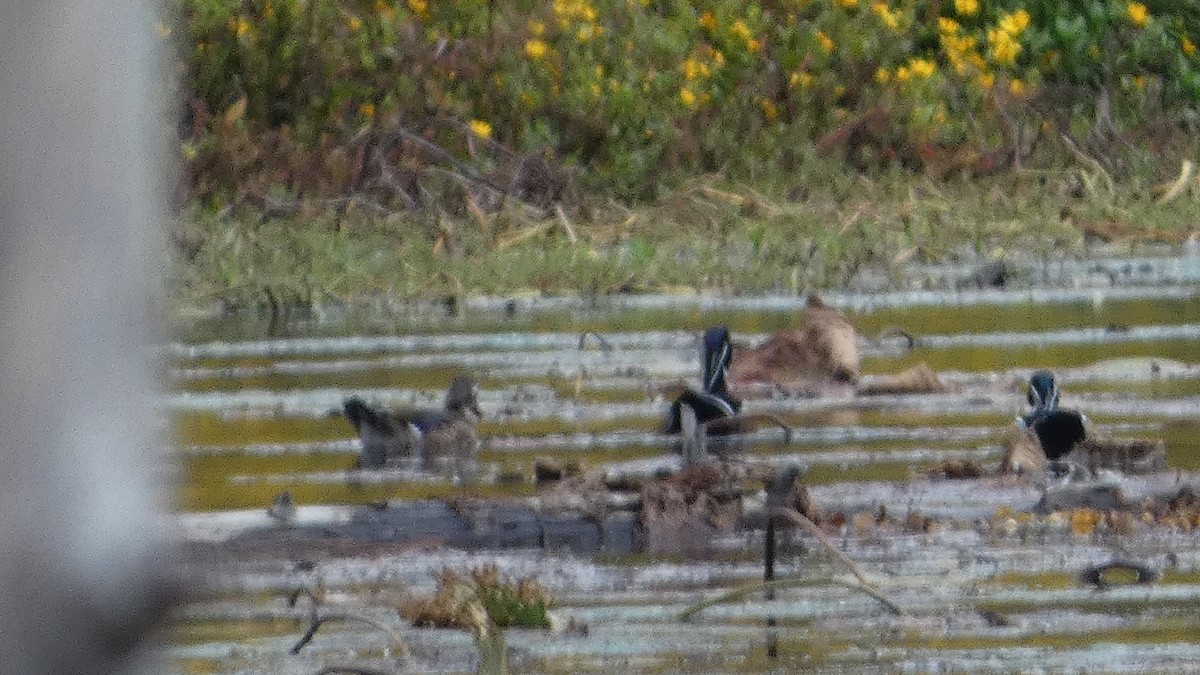 アメリカオシ - ML644272728