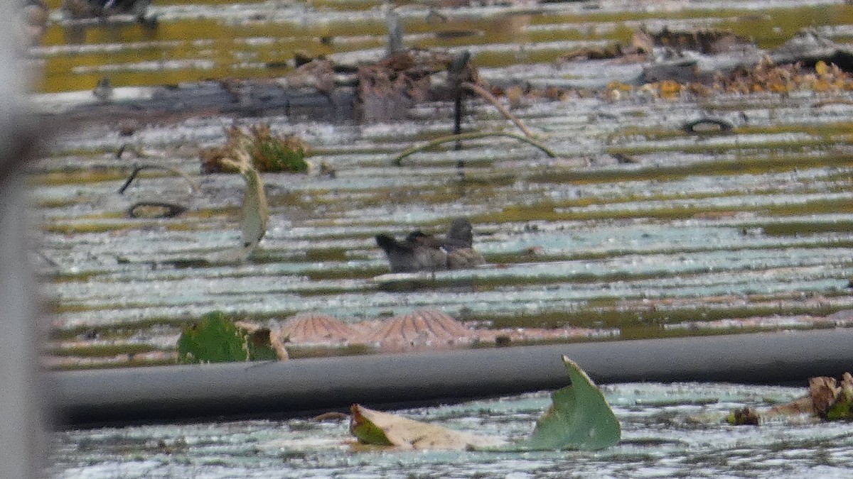 アメリカオシ - ML644272729