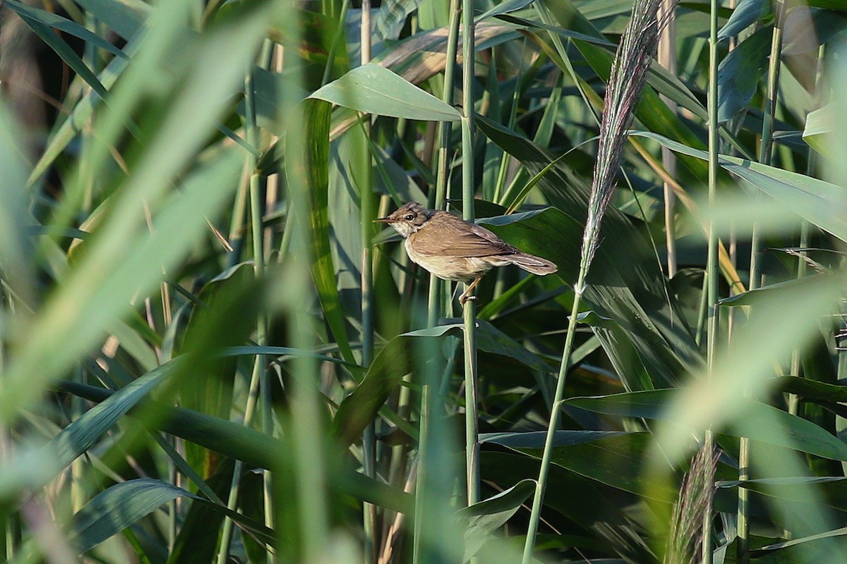 ヨーロッパヨシキリ（scirpaceus） - ML644272730