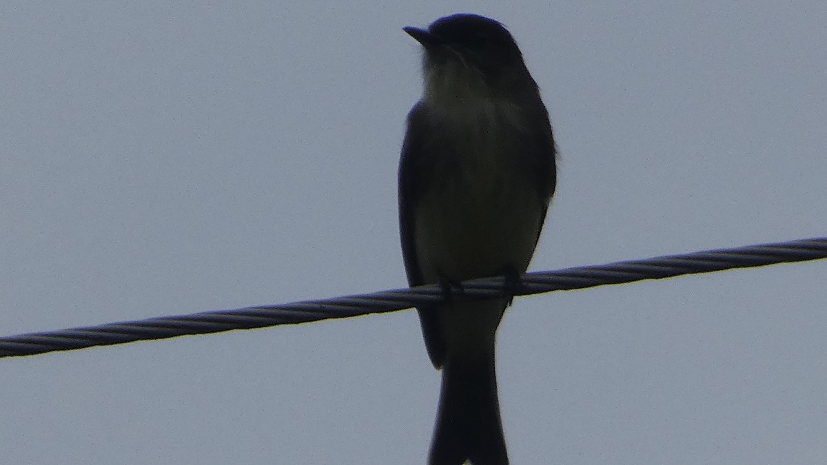 ツキヒメハエトリ - ML644272731