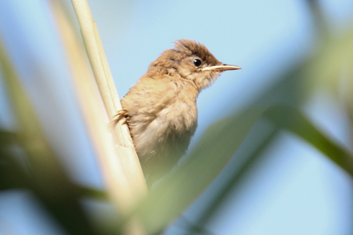 ヨーロッパヨシキリ（scirpaceus） - ML644272732