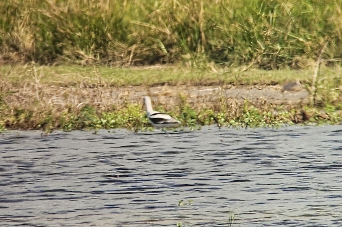 Braunhals-Säbelschnäbler - ML644272733