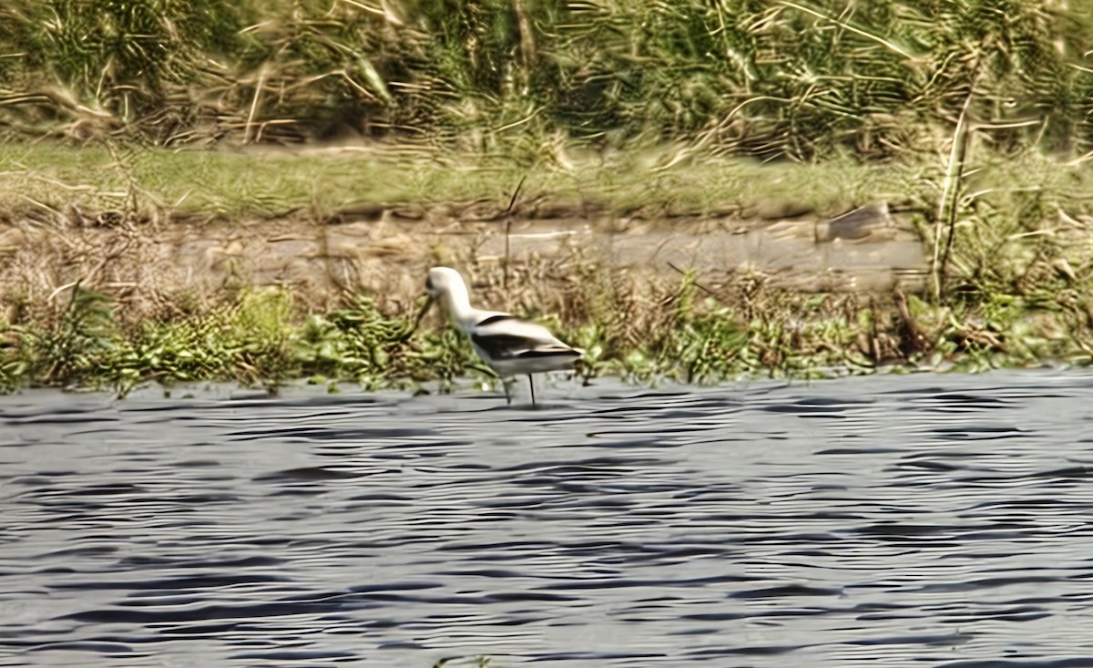 Braunhals-Säbelschnäbler - ML644272734