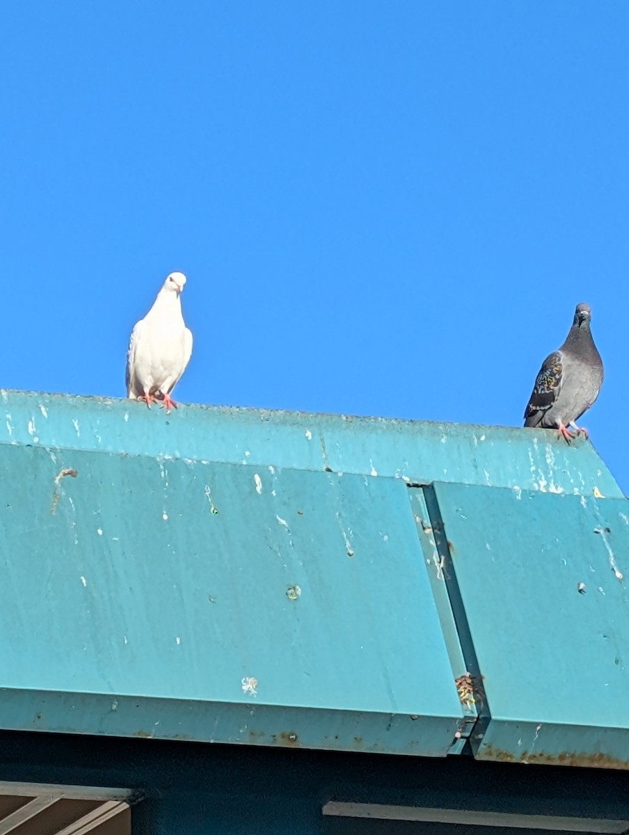 カワラバト（ドバト、家畜型） - ML644272736