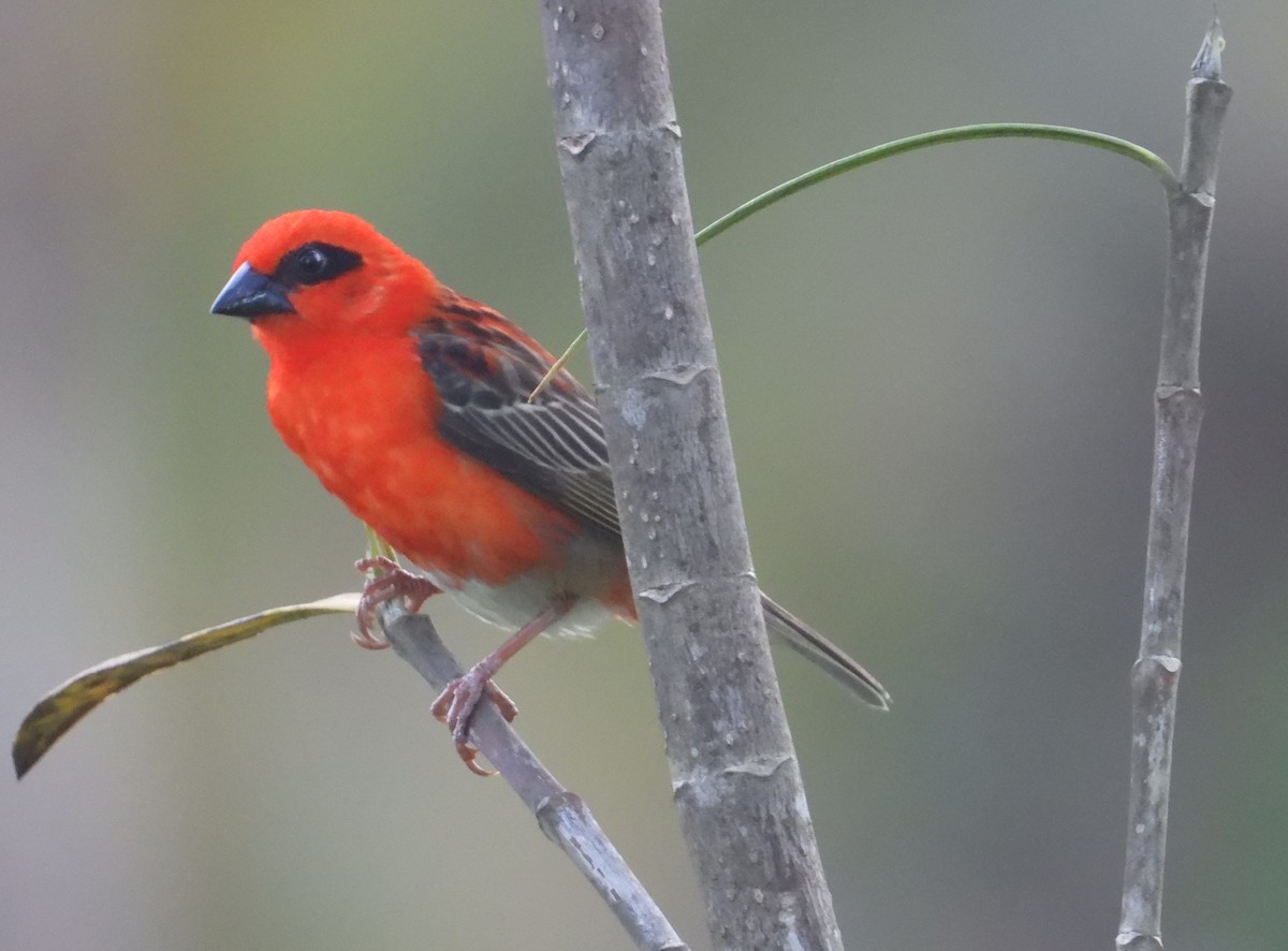 ベニノジコ - ML644272738