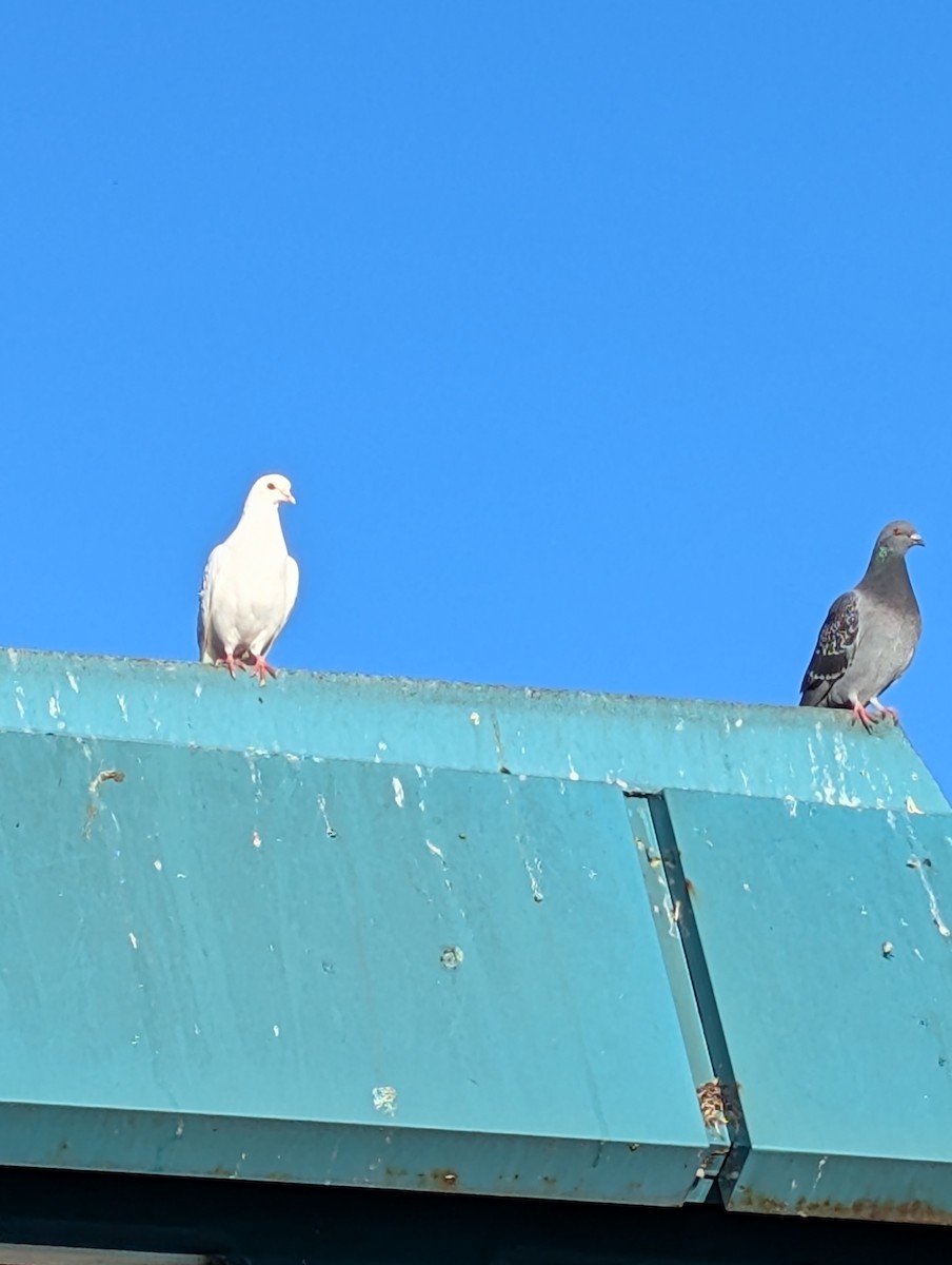 カワラバト（ドバト、家畜型） - ML644272742