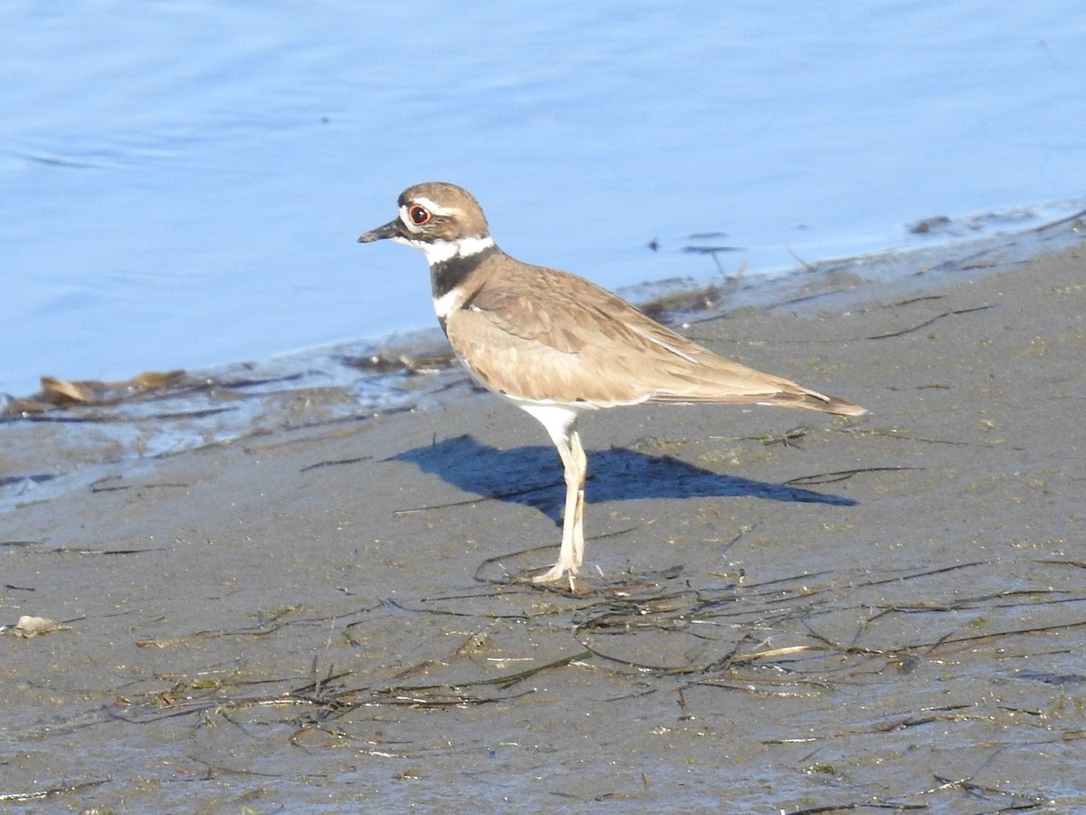 フタオビチドリ - ML644272743