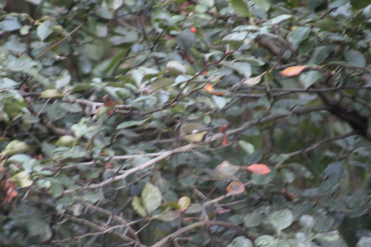 ノドグロルリアメリカムシクイ - ML644272750