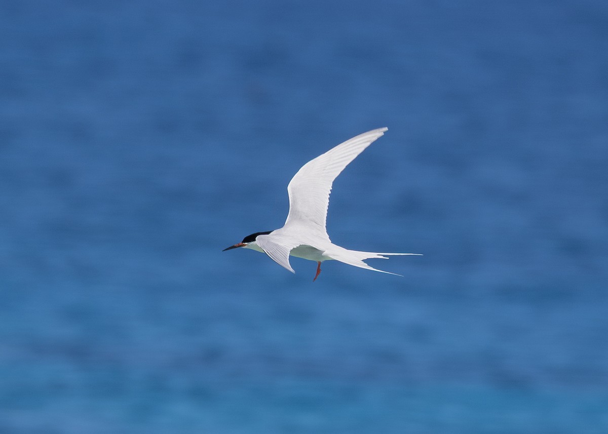 ベニアジサシ - ML644272754