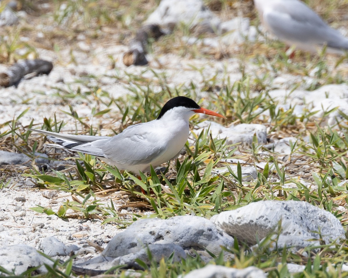 ベニアジサシ - ML644272755