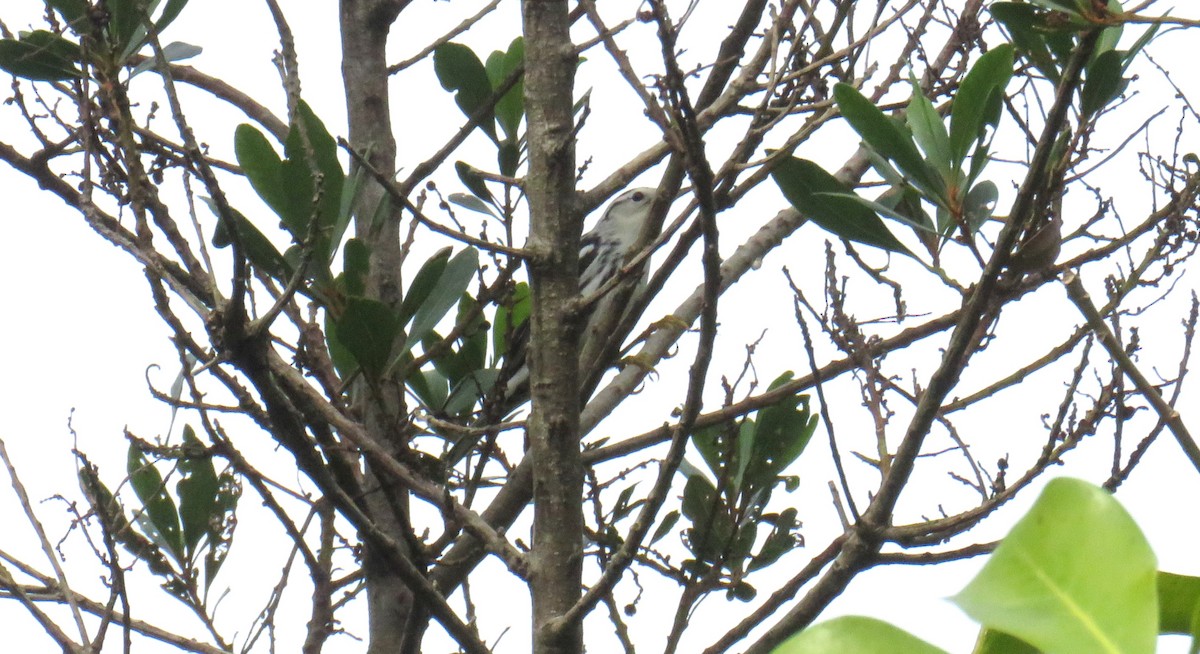 シロクロアメリカムシクイ - ML644272756