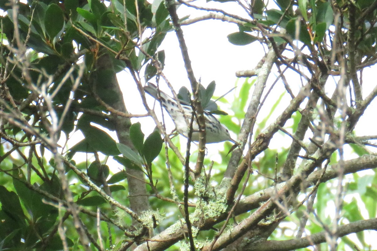 シロクロアメリカムシクイ - ML644272757