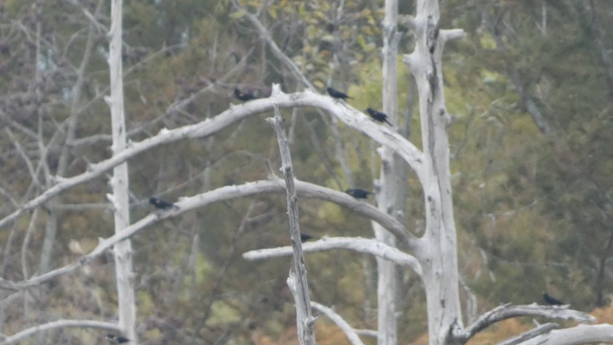 ハゴロモガラス - ML644272758