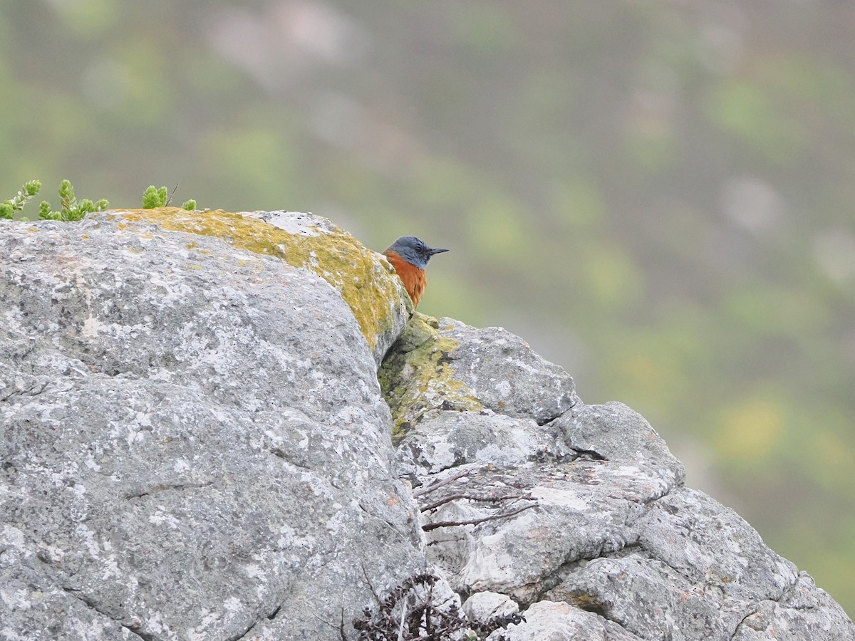 ルリガシライソヒヨ - ML644272759