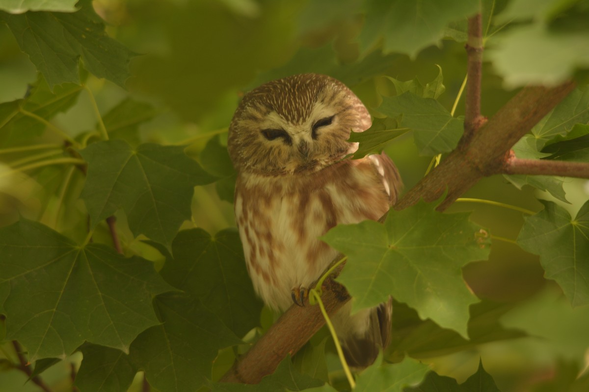 アメリカキンメフクロウ - ML644272762