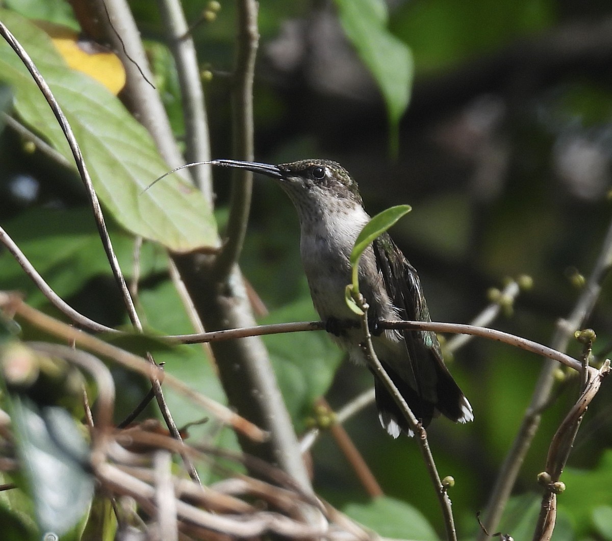 ノドアカハチドリ - ML644272763