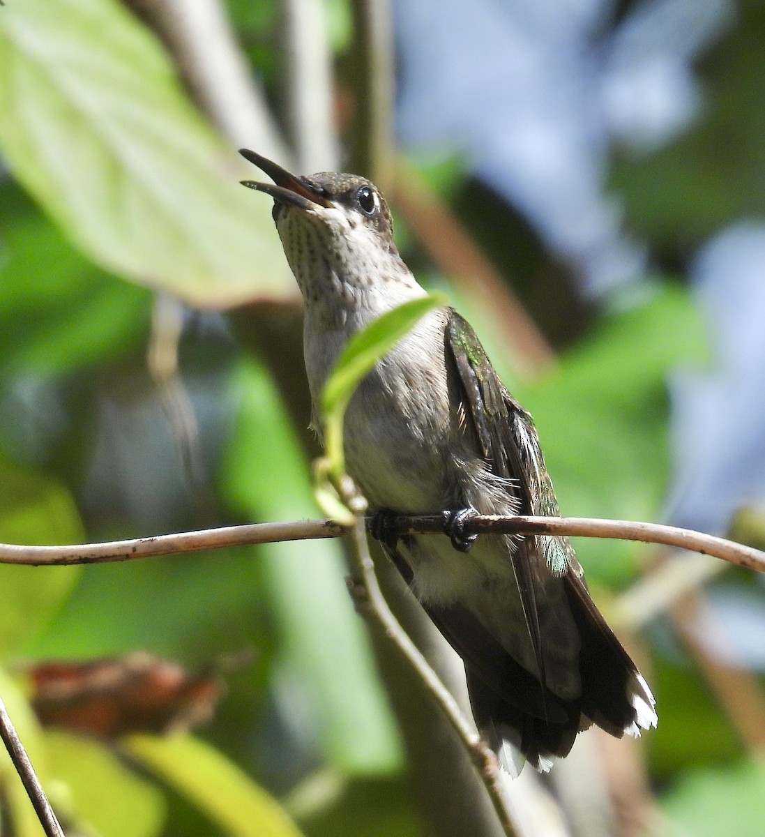 ノドアカハチドリ - ML644272764