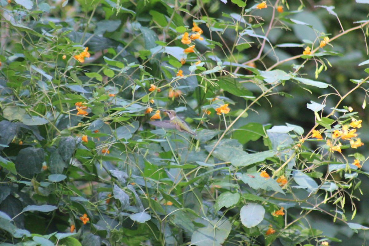 ノドアカハチドリ - ML644272768