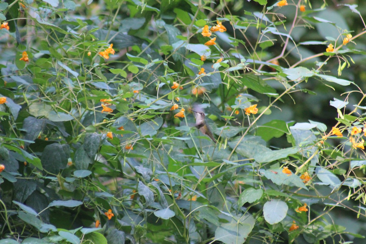 ノドアカハチドリ - ML644272769