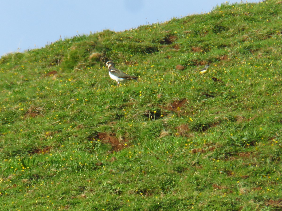 タゲリ - ML644272770