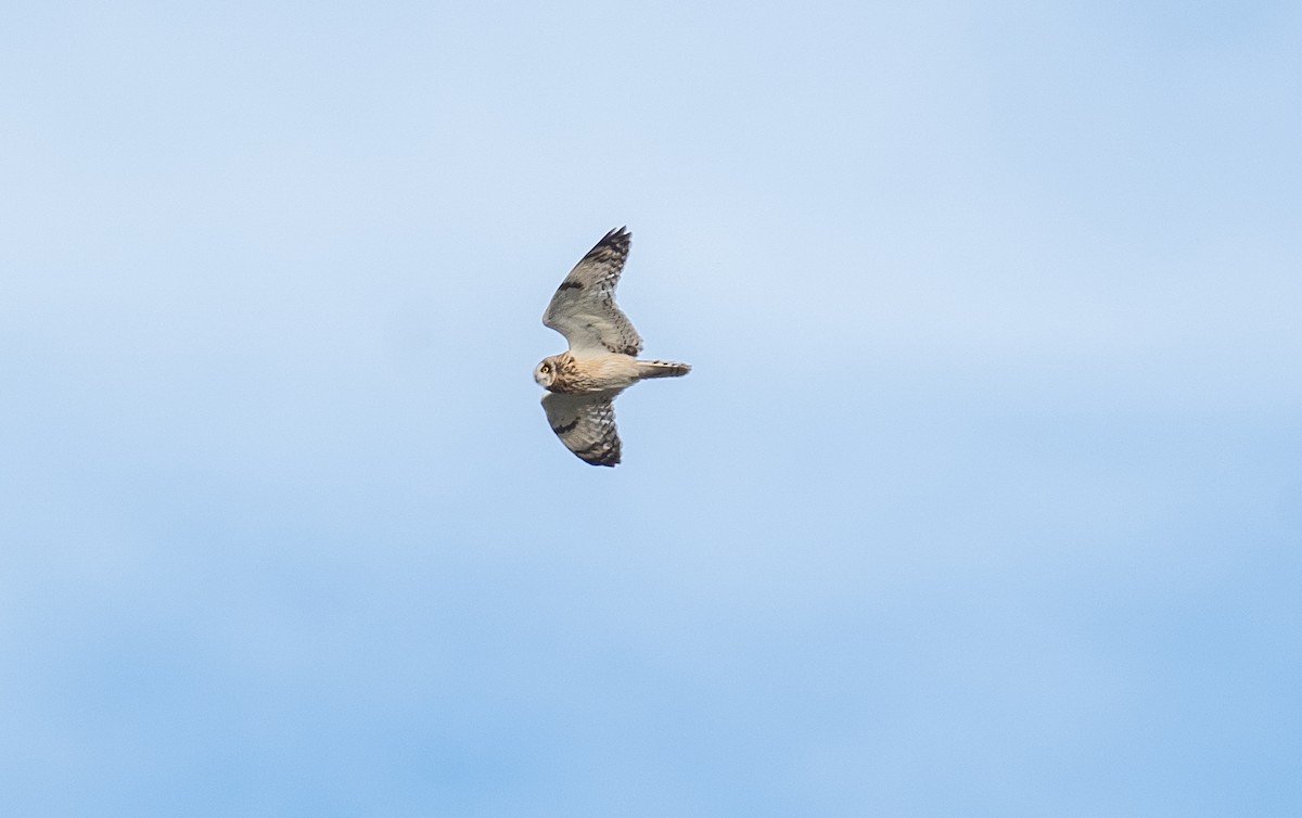 コミミズク - ML644272771