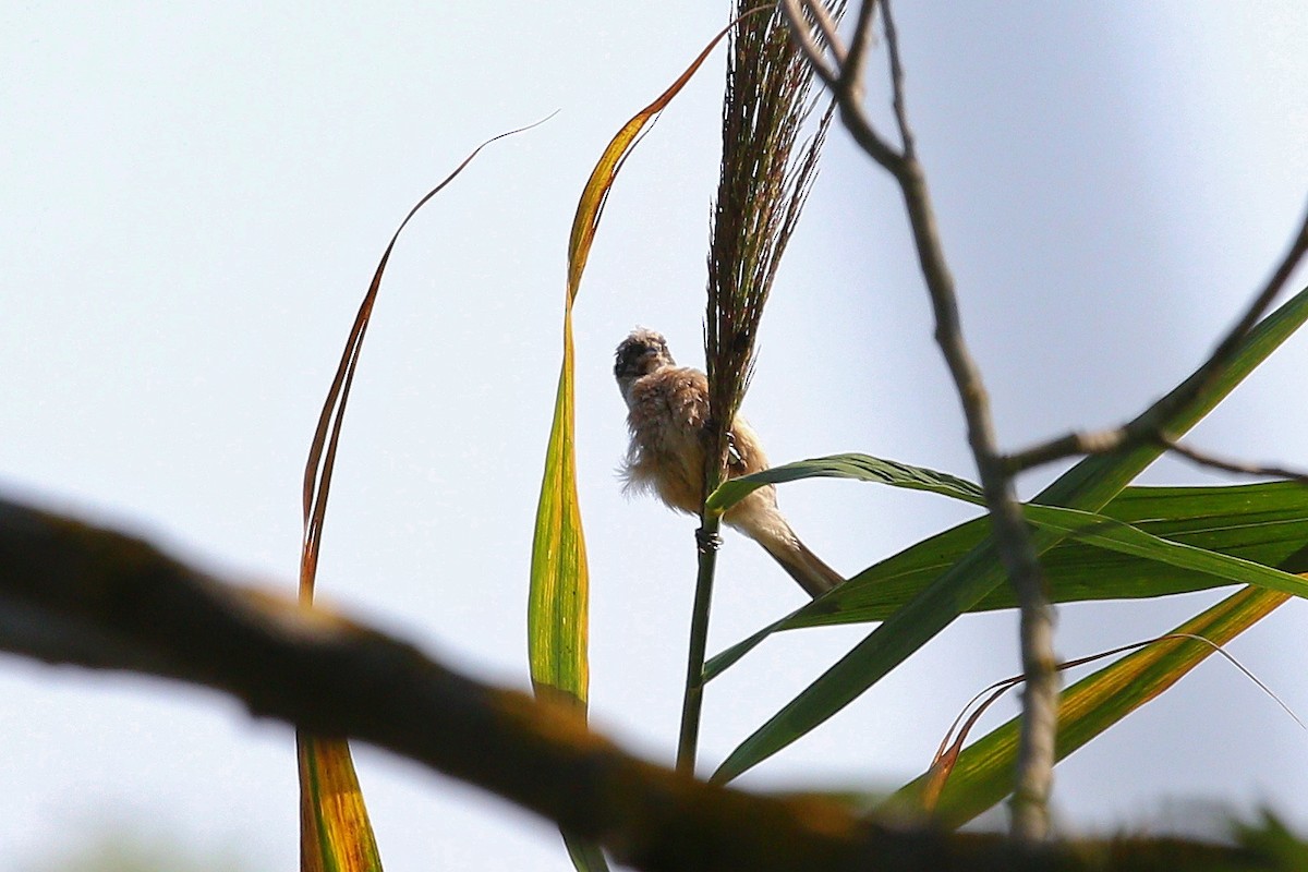 ニシツリスガラ - ML644272772