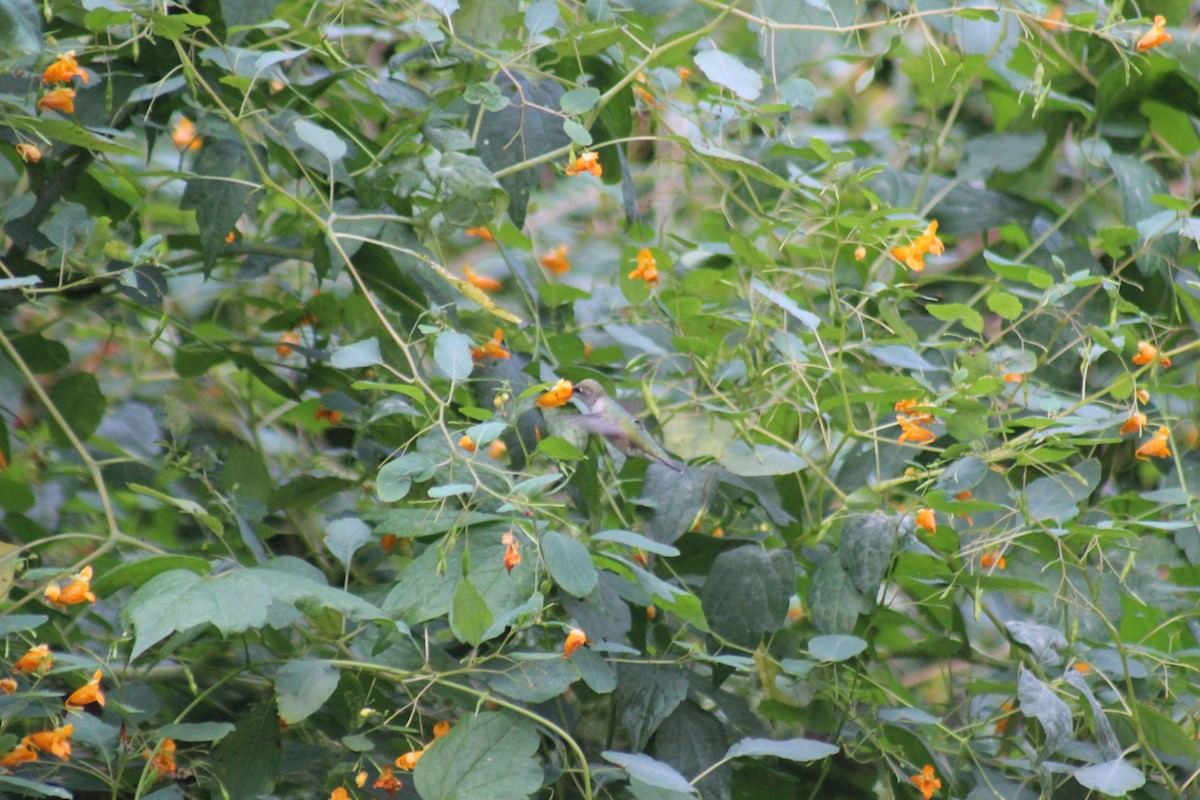 ノドアカハチドリ - ML644272773