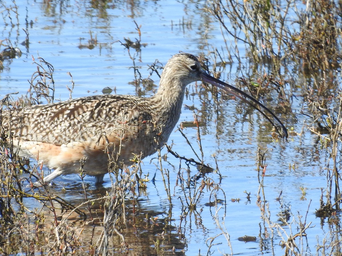 アメリカダイシャクシギ - ML644272774