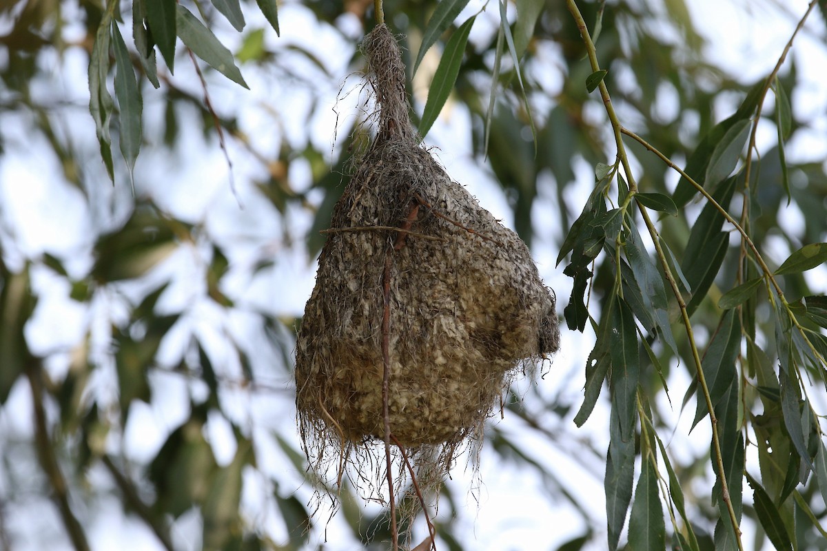 pungmeis - ML644272782