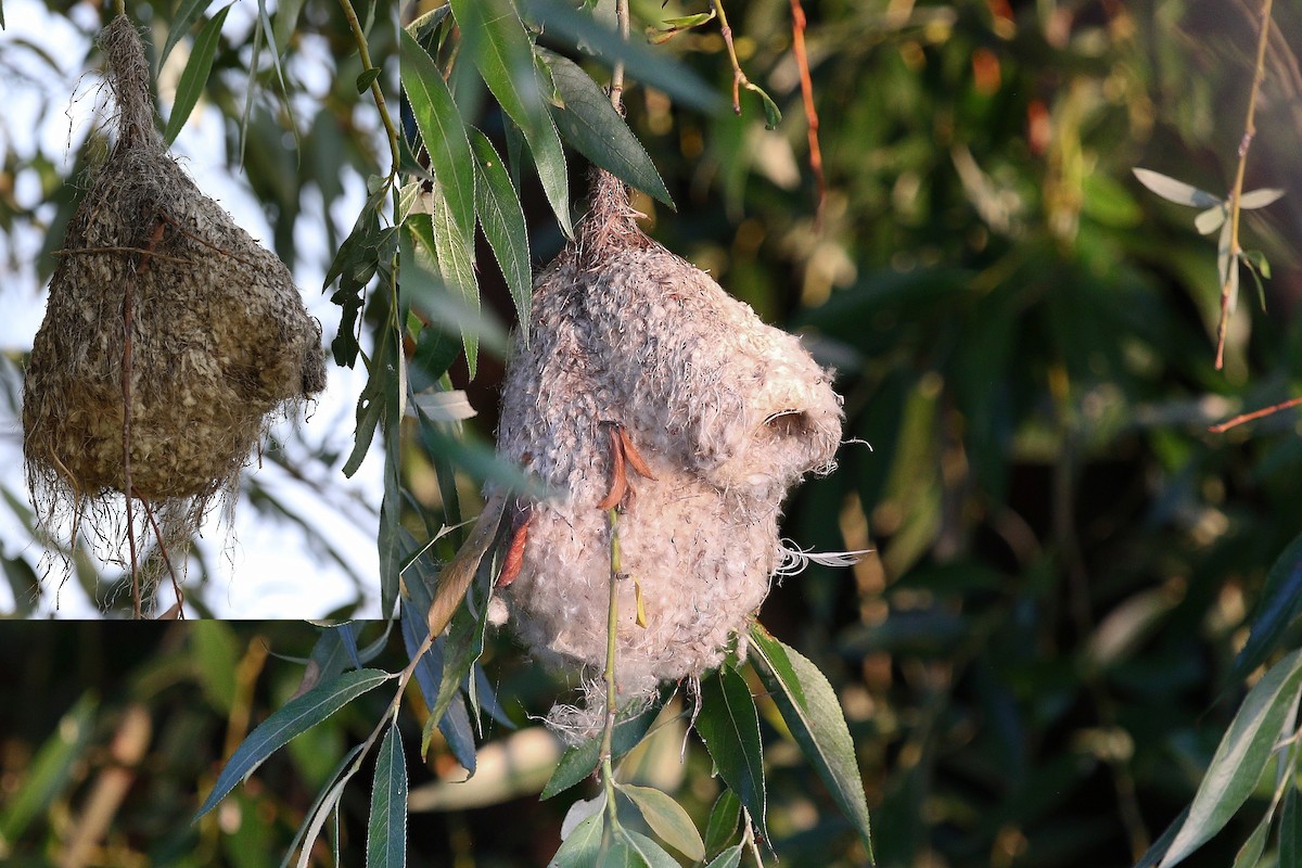 pungmeis - ML644272785