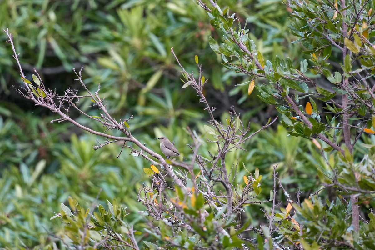 Southern Double-collared Sunbird - ML644272787