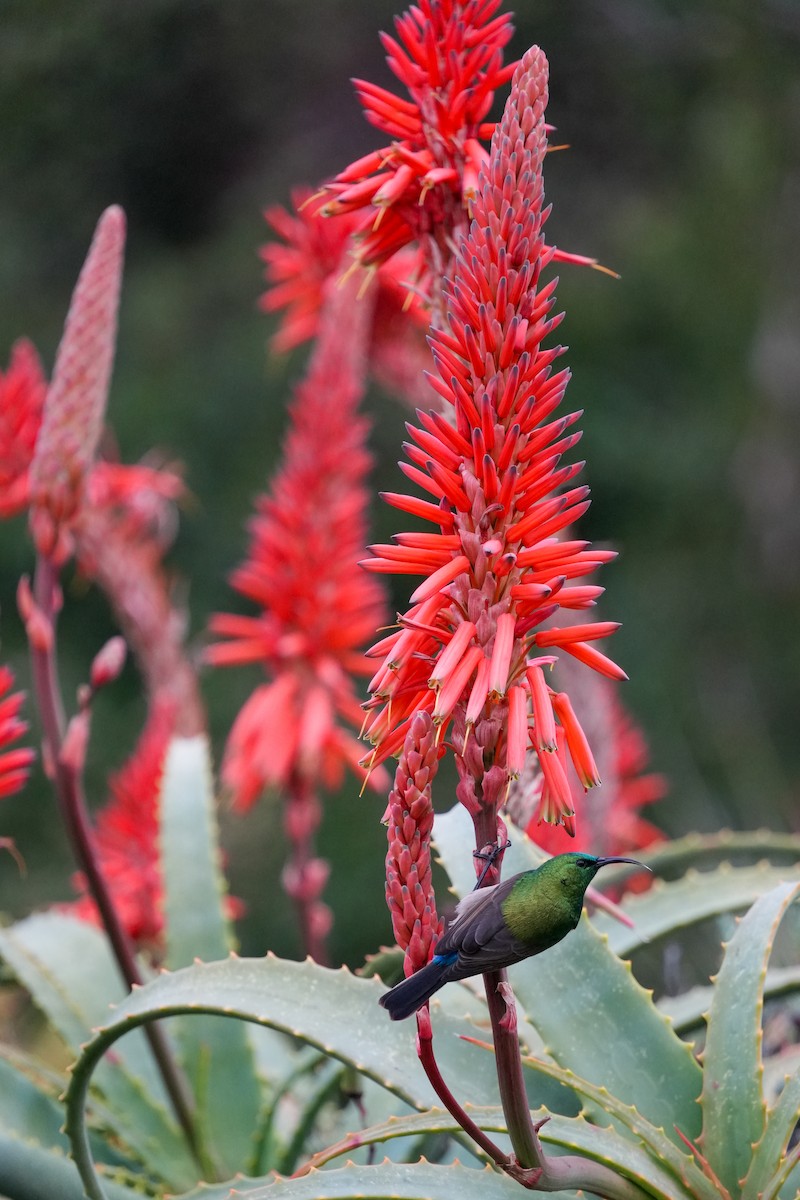 Southern Double-collared Sunbird - ML644272788