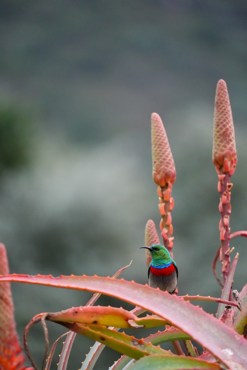 Southern Double-collared Sunbird - ML644272789