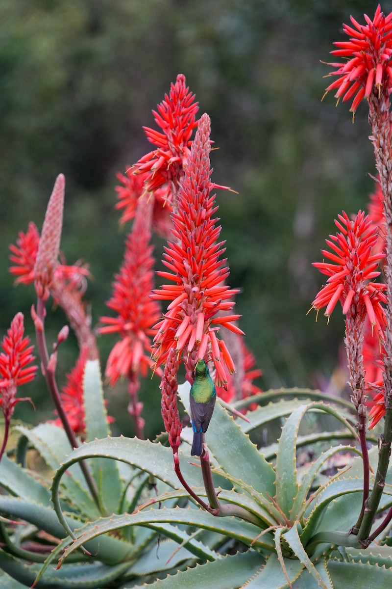 Southern Double-collared Sunbird - ML644272790
