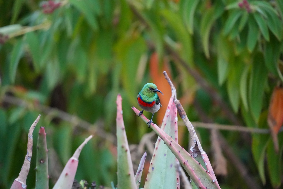 Southern Double-collared Sunbird - ML644272791