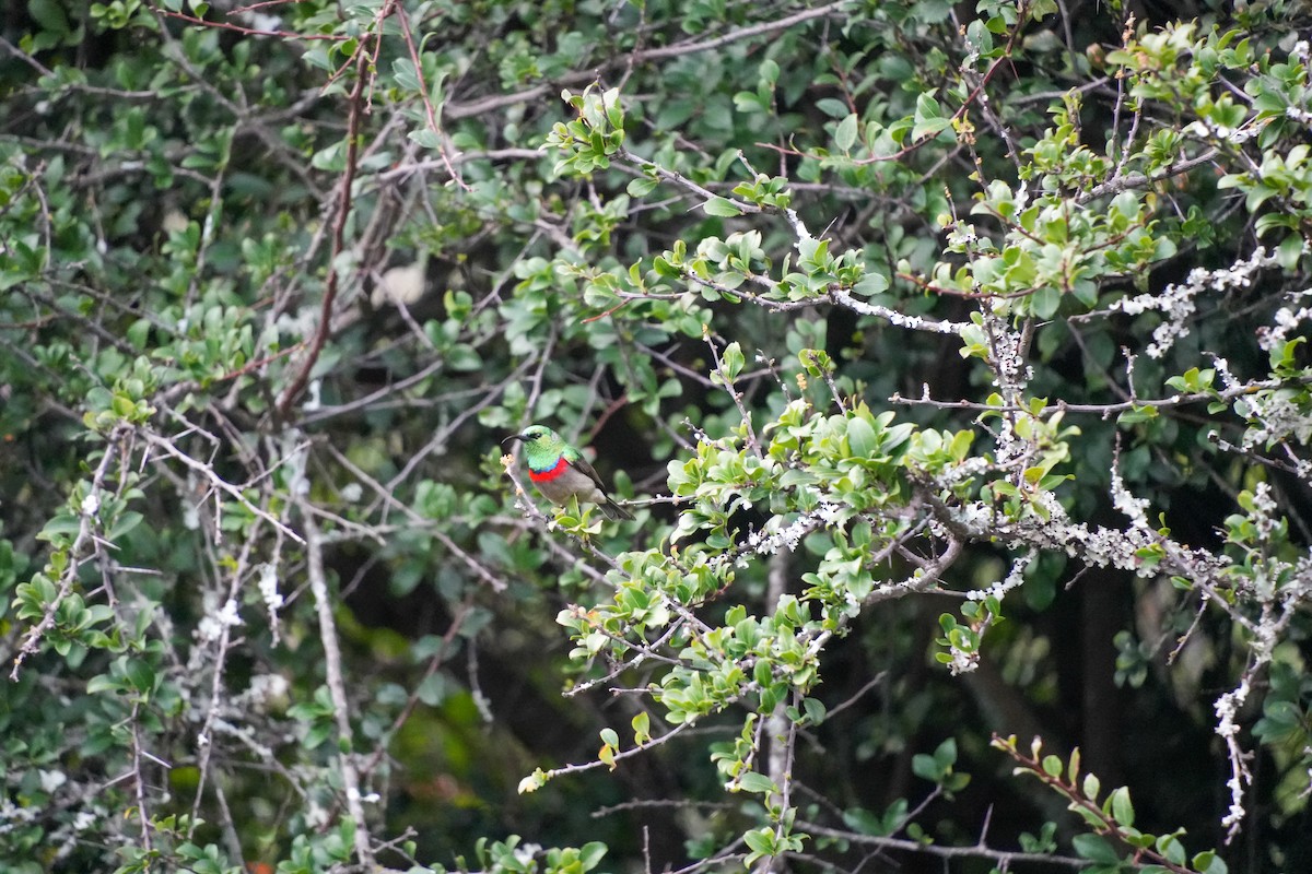 Southern Double-collared Sunbird - ML644272792