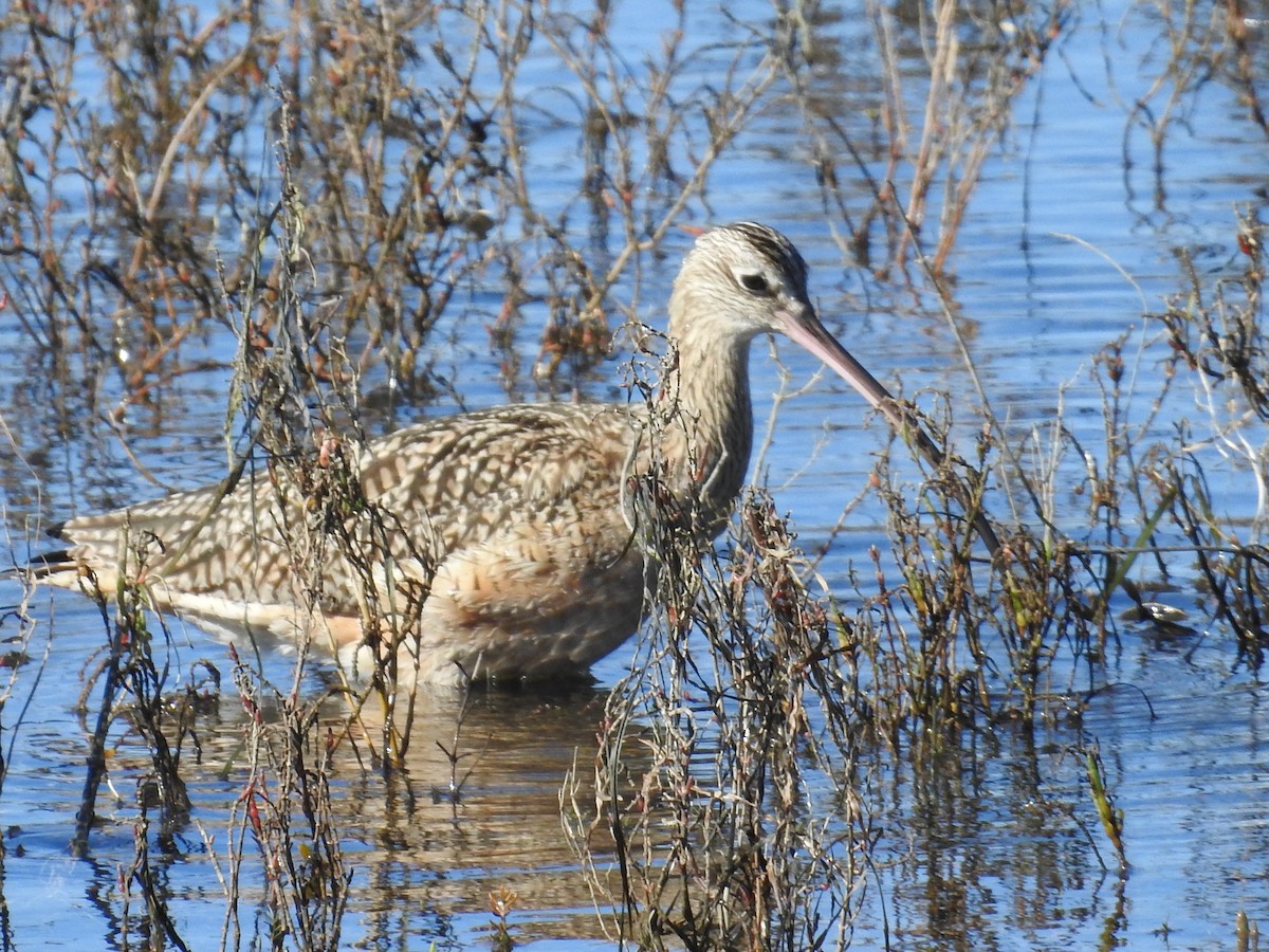 Long-billed Curlew - ML644272801