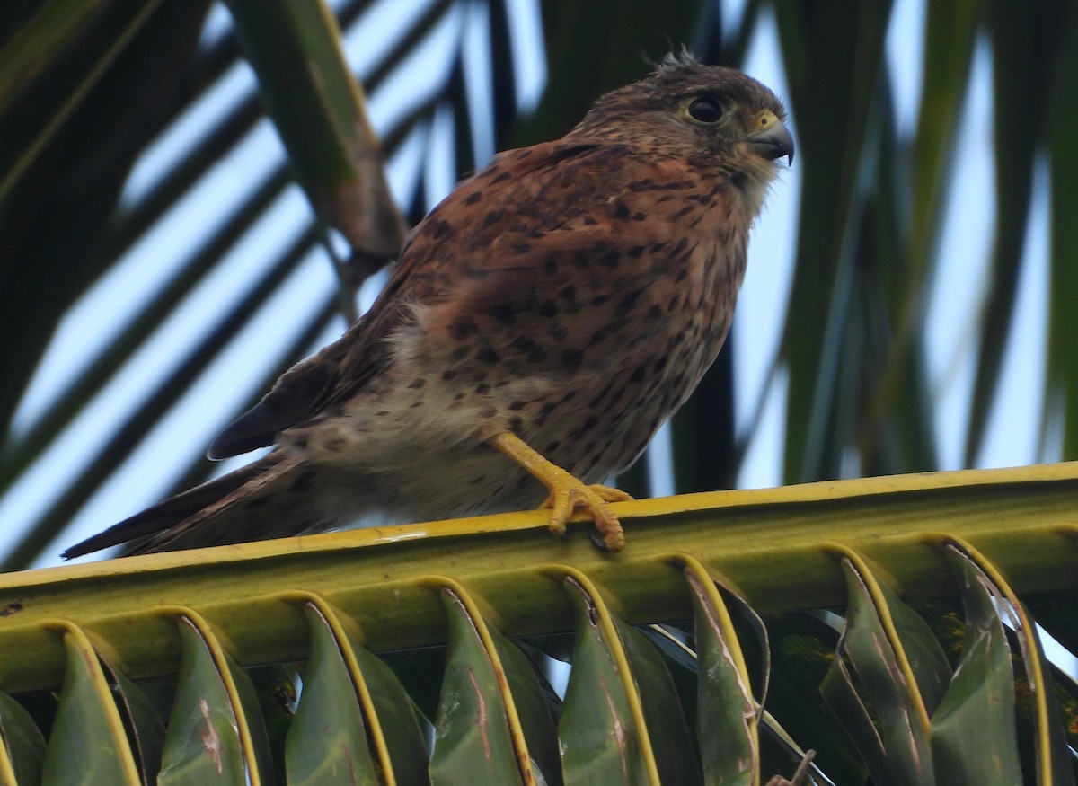 Malagasy Kestrel - ML644272811