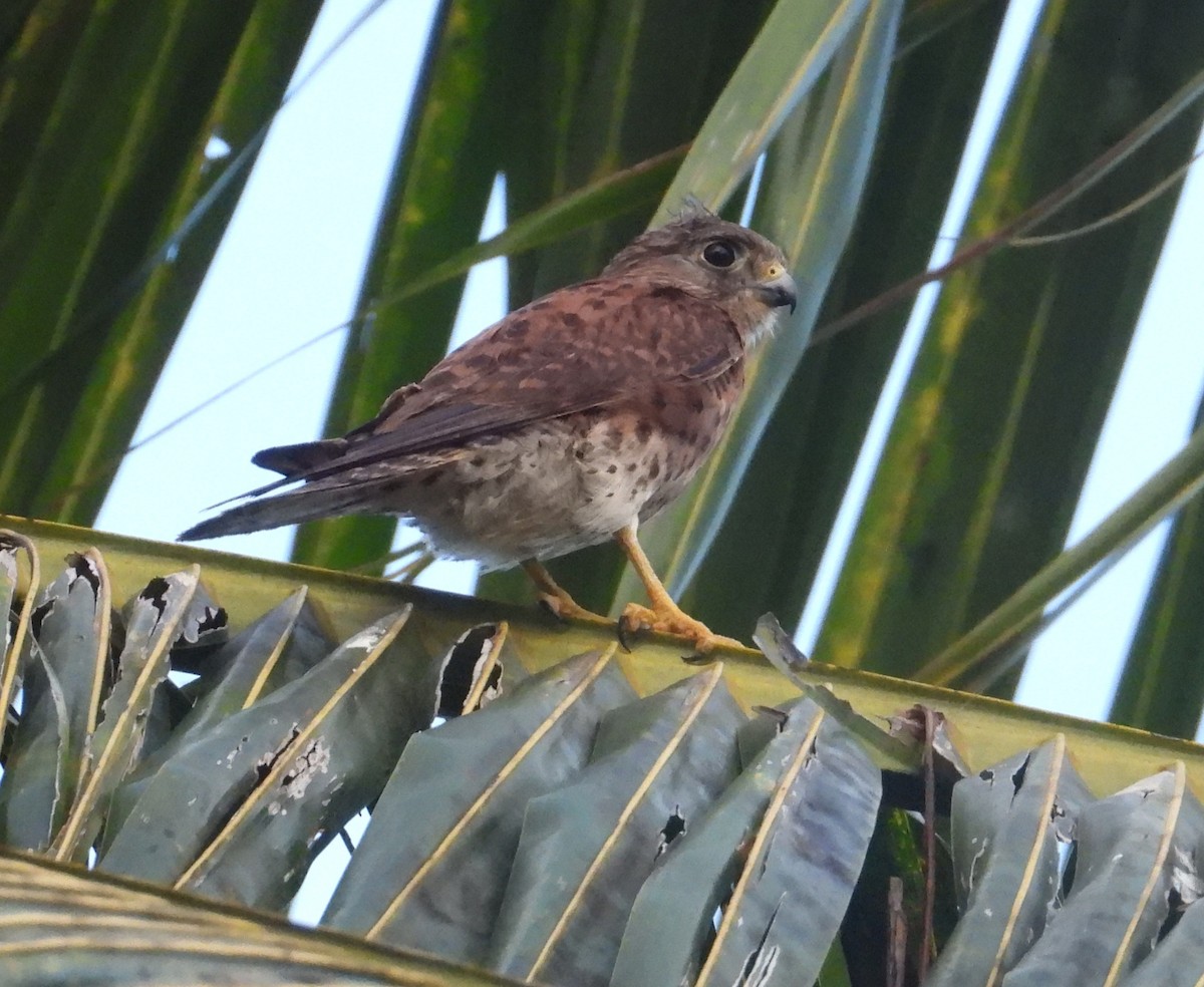 Malagasy Kestrel - ML644272812