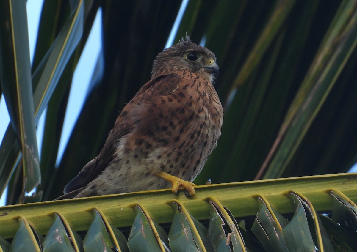 Malagasy Kestrel - ML644272815