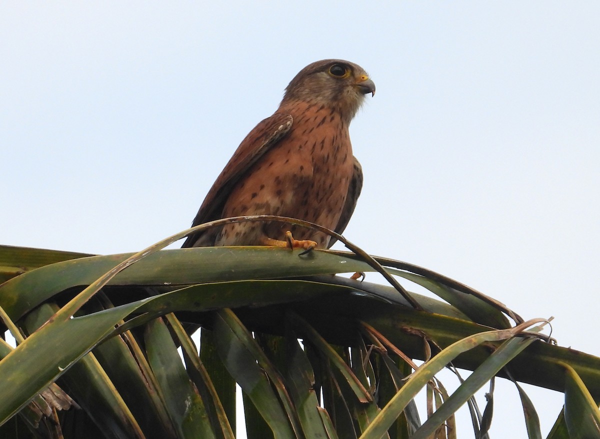 Malagasy Kestrel - ML644272816